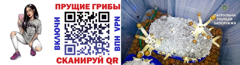 Купить закладки  Нефтекумск  Псилоцибиновые грибы Cubensis 